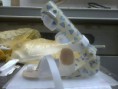 /album/fotogaleria-servicios/medical-613-jpg/